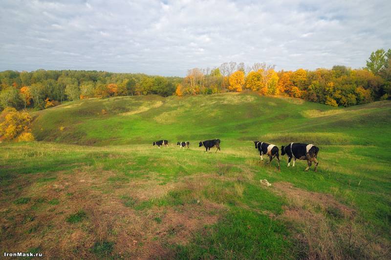 пейзаж с коровами